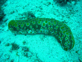 四国産棘皮動物図鑑 ページ 4 Echinoderms Of Shikoku Japan