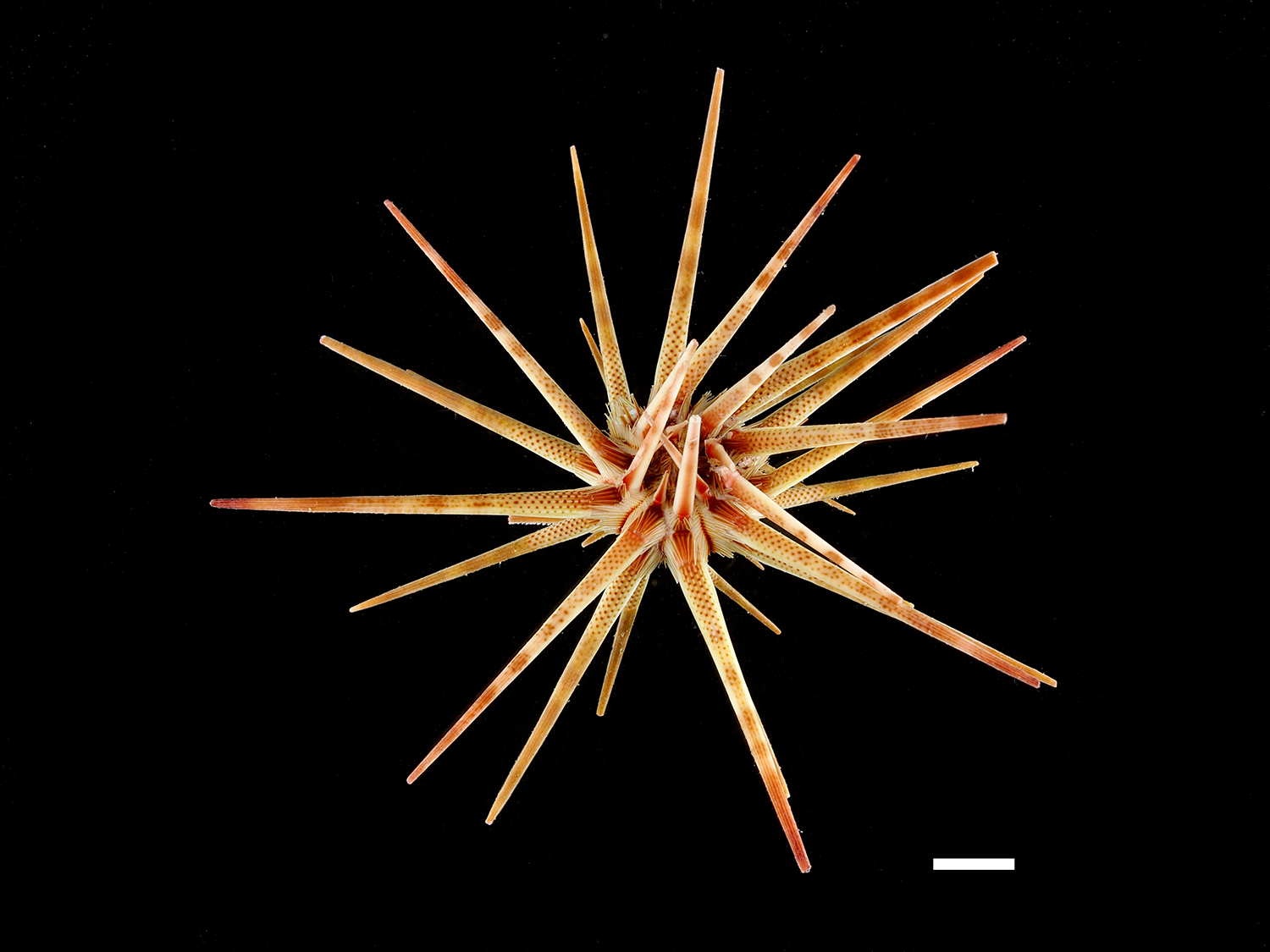 リュウオウウニ