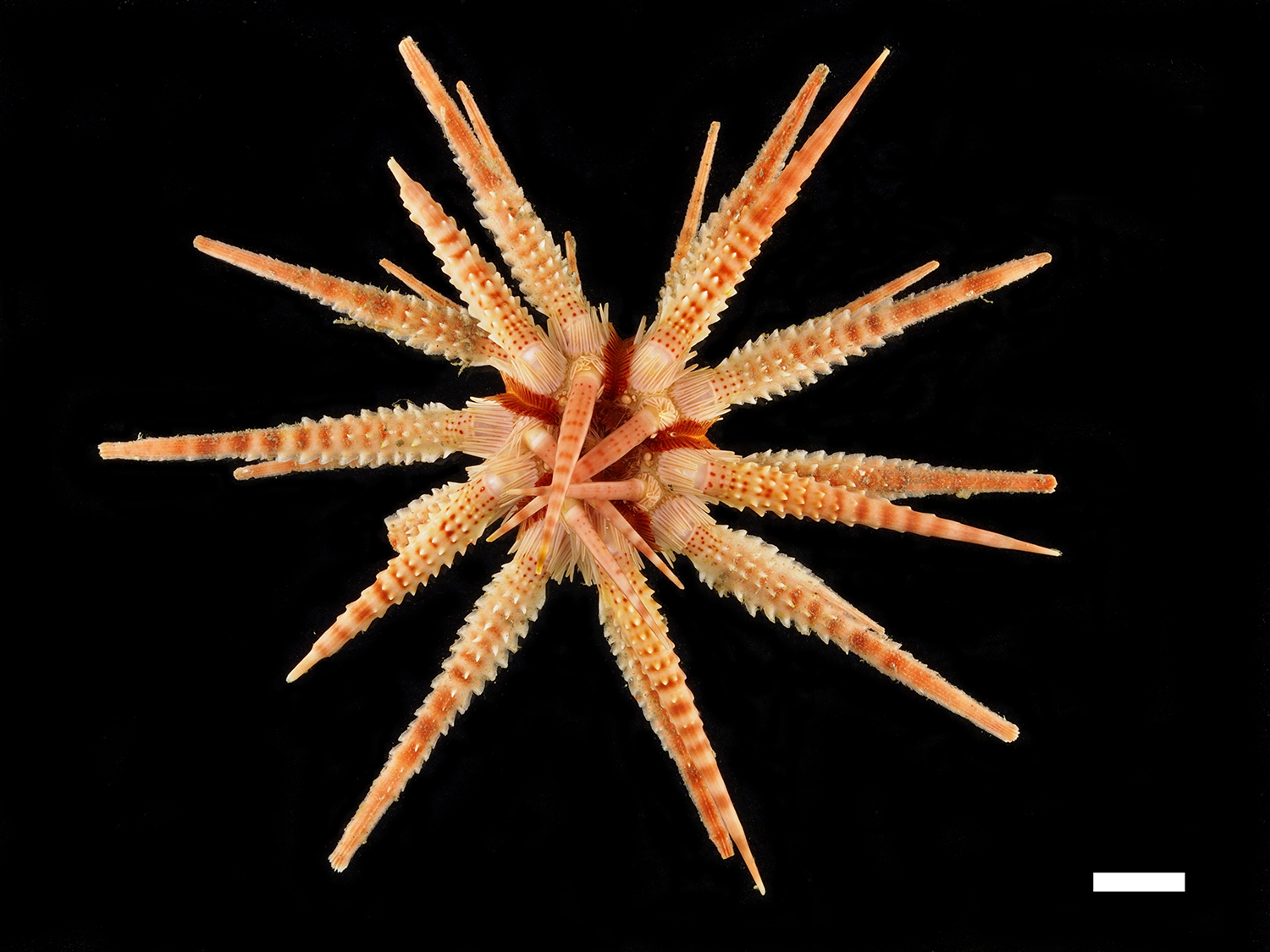 Temnopleurus alexandri　アルビノ個体　ウニ　殻 Archaeocidaris007-1.jpg