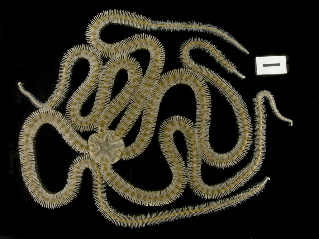 Macrophiothrix longipeda